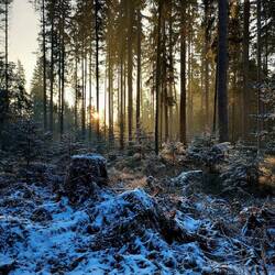 Morgenstimmung im Wald - einfach traumhaft schön😍