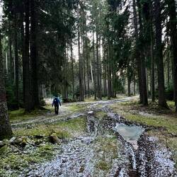 Auf 1100m Höhe durch den Wald