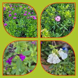 🙋‍♂️🙋‍♀️🐕‍🦺