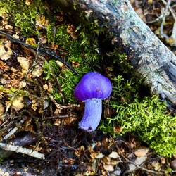 Eetbaar, giftig, of hallucineren? Ik denk een van de laatste twee...
