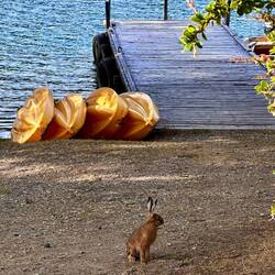 Campingplatzmitbewohner 🐰