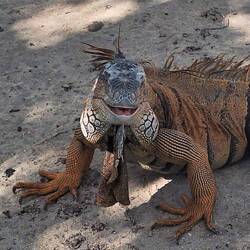 This guy chased me around the iguana sanctuary