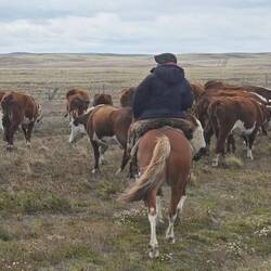 Angusrinder und deren Hirte