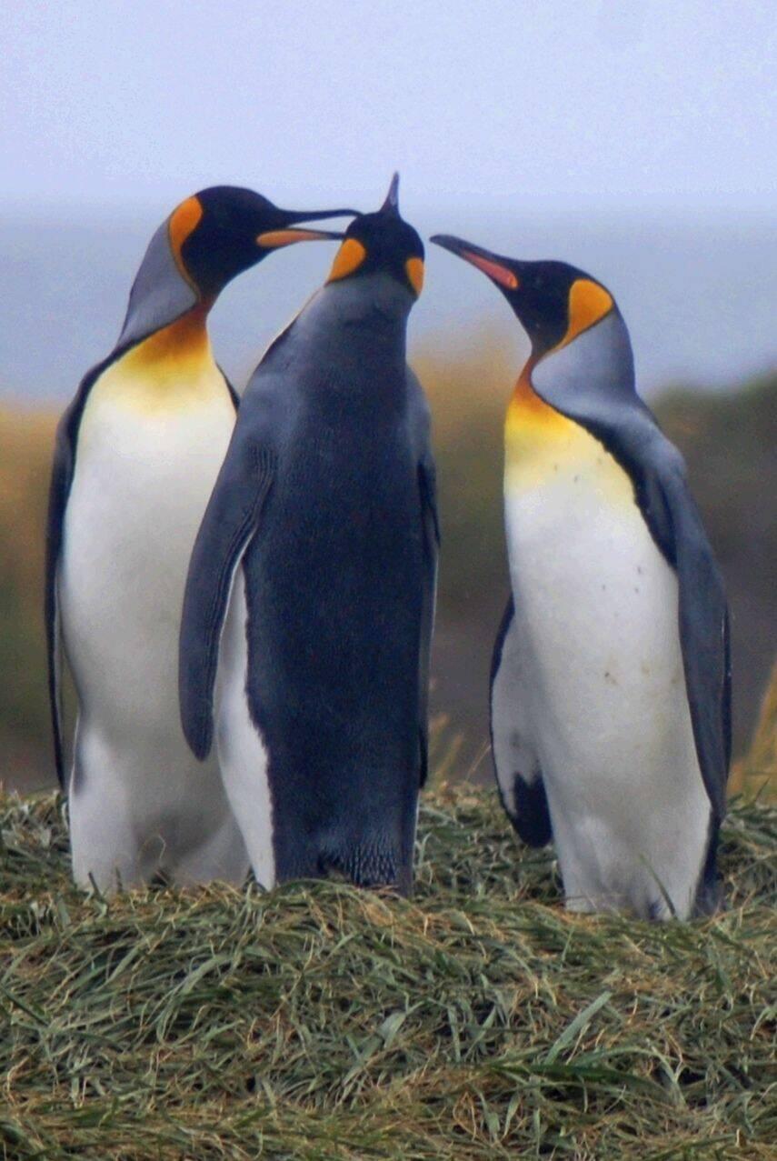 Sie waren unser heutiges Reiseziel.