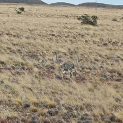 Ñandú mit Nachwuchs