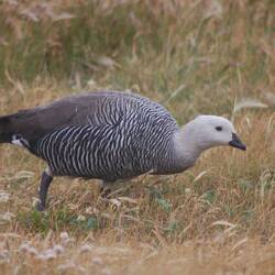 die männliche Magellangans gab es auch noch zu sehen