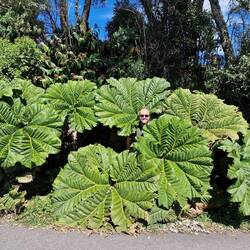 Sombrilla de pobre - Regenschirm des armen Mannes