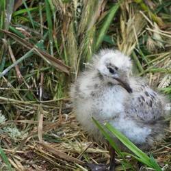 Küken Blutschnabelmöwe