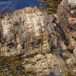 Findest Du hier die Seebären??