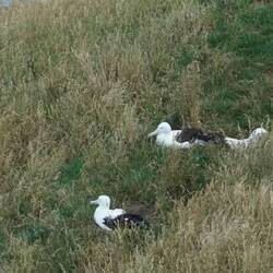 Albatrosse am Nisten