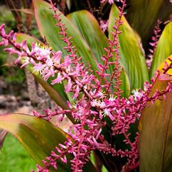 Die Blüte der Ti-Pflanze