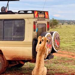 Die Leute haben gar nicht bemerkt, was da los ist an ihrem Jeep 🤣
