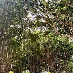 Luftwurzeln fast bis auf die Straße