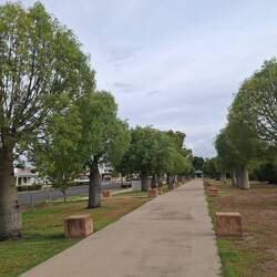 Beautiful bottle trees