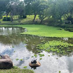lecker Schildkröten