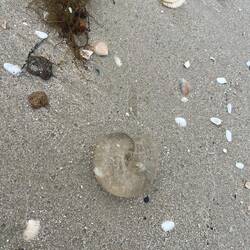 Wer weiss was das ist?