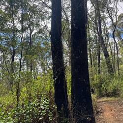 Der letzte Buschbrand 🔥 ist immer noch gut zu erkennen 🧐
