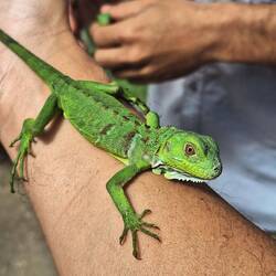 At the local iguana rescue