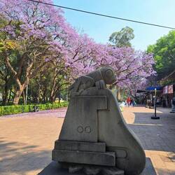 Jacarandas and a chapulin statue