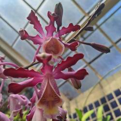 Orchids in Chapultepec Park