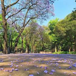 Jacarandas in Chapultepec Park