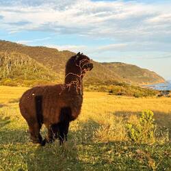 ...Lamas u. Kühe teilten sich die Weide 🦙🐄🐮