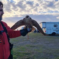 So hat fast jeder ein Haustier, muss ja nicht immer ein Hund sein 😉