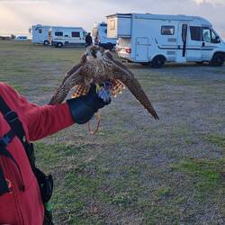 Und dann beginnt die Falkenshow