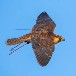 Ok, Daniels Bilder sind deutlich besser!