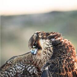 Da erkennt man jede Feder