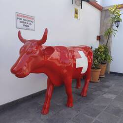 Diese Kuh stand beim Club Suizo