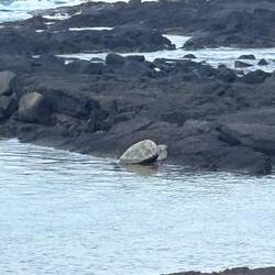 Schildkröte im Wasser
