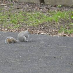 Squirrel, Holly Road Garden of Rest