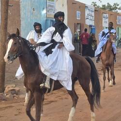 Proud arabic stallions