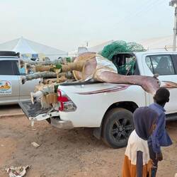 A plastic camel to decorate the stand advertising the Mauritanian passport (no nomad has a passport)