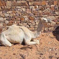 Each notable visitor has donated a camel or sheep to the festivities. This one is awaiting its fate.