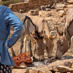 Elfies Friends while we stayed in Ouadane