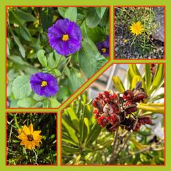 🙋‍♂️🐕🙋‍♀️