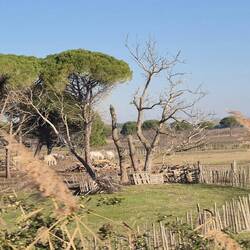 Camargue-Pferde