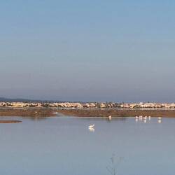 Rückweg. Flamingos und Silberreiher, leider ziemlich weit weg.
