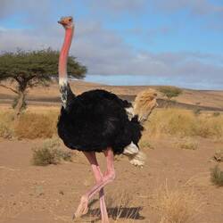 Herr Strauß war neugierig