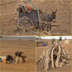 Esel und Neuproduktion...