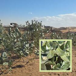 Der Oscher-Strauch erreicht Wuchshöhen von bis zu 6 Metern und hat große, fleischige Blätter