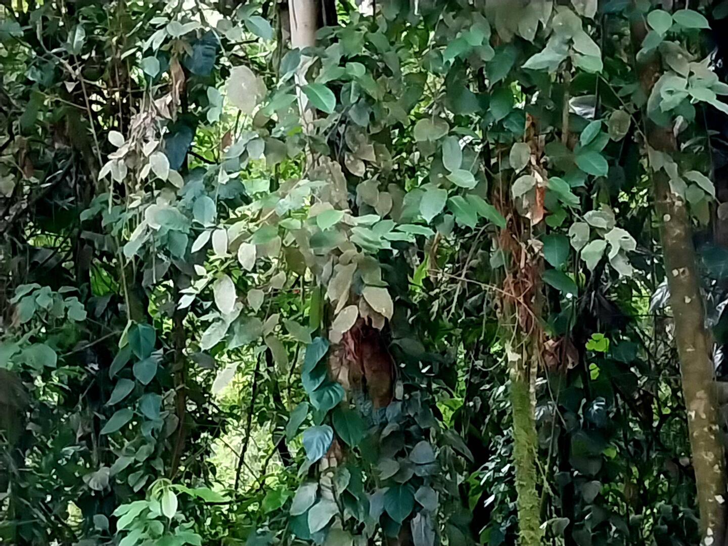 Links und rechts der Straße dichtes Grün