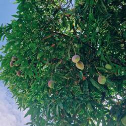 Mango Baum