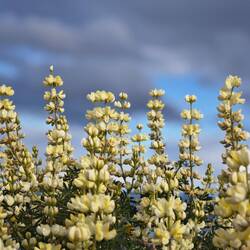 letzte Impressionen vom Strandpromenadenspaziergang