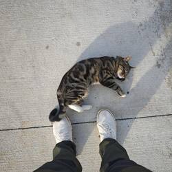 Abschied von der Gemeinen patagonischen Fußwegkatze