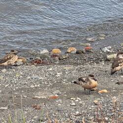 Patagonische Schopfenten