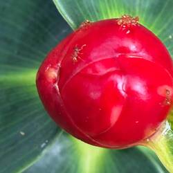 Brillantes Foto mit Hans iPhone 17 Pro