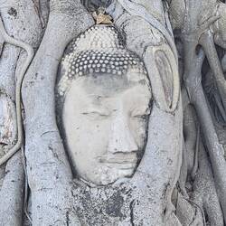 der berühmte, in Wurzeln eingewachsene Buddha-Kopf ist eines der bekanntesten Fotomotive in Thailand